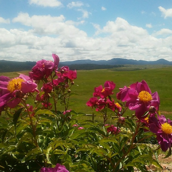 Meet your Posher, Miriam - Picture 1 of 2